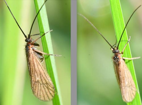 Réf. 350 791 : Enoicyla pusilla